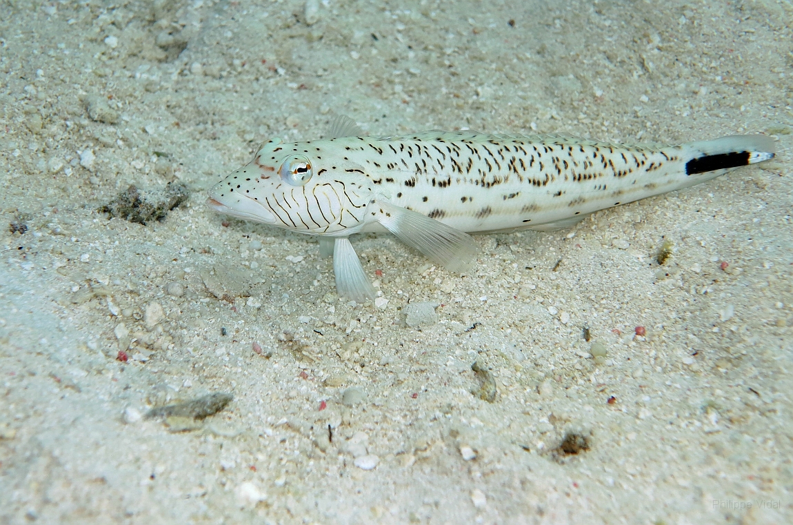 IMG_0967rf_Maldives_Madoogali_House reef_Perche de sable ocelle ou pintade_Parapercis hexophtalma.jpg